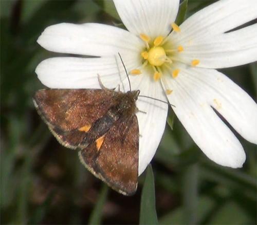Réf. 100 260 : Panemeria tenebrata