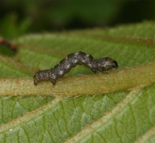 Phigalia pilosaria
