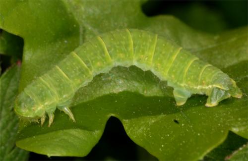 Epirrita sp.