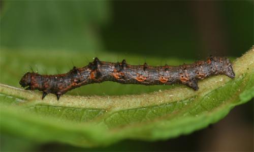 Phigalia pilosaria