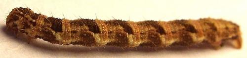 Eupithecia sp.