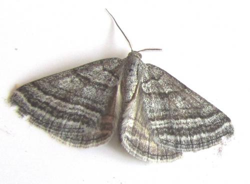 Scotopteryx coarctaria