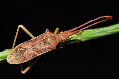 Réf. 100 124 : Gonocerus juniperi
