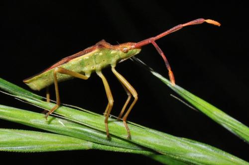 Gonocerus juniperi