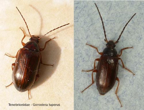 Réf. 100 631 : Gonodera luperus