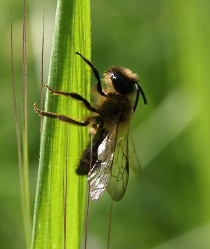 Réf. 100 114 : Andrena sp.