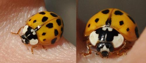 Harmonia axyridis