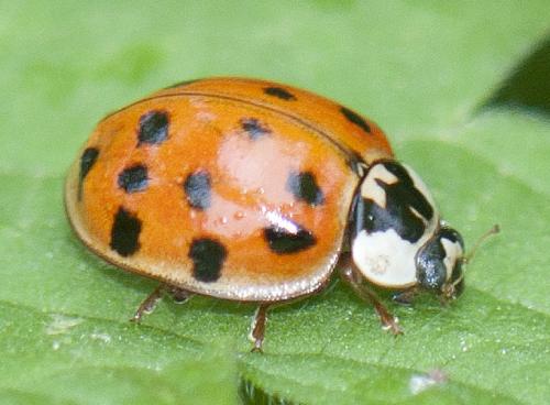 Réf. 100 730 : Harmonia axyridis