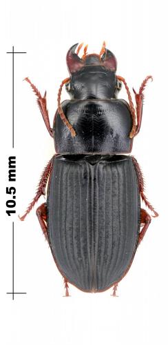 Réf. 100 630 : Harpalus rubripes