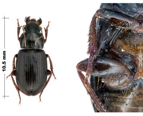 Réf. 100 592 : Harpalus fuscipalpis