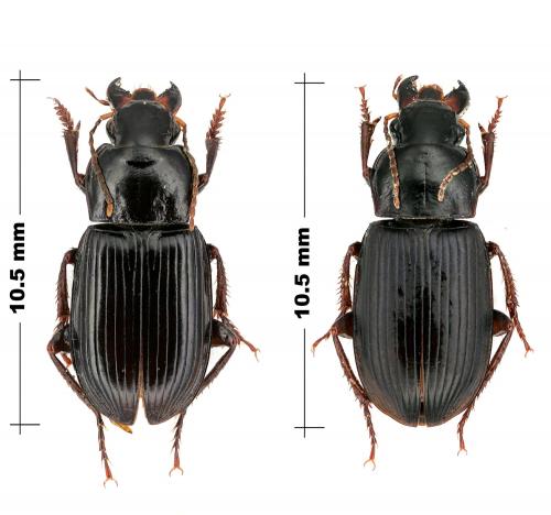 Harpalus fuscipalpis