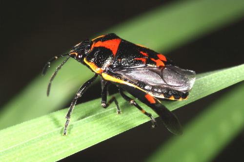 Réf. 100 165 : Eurydema oleracea