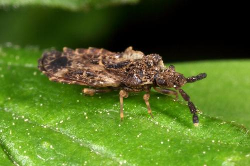 Aradus depressus