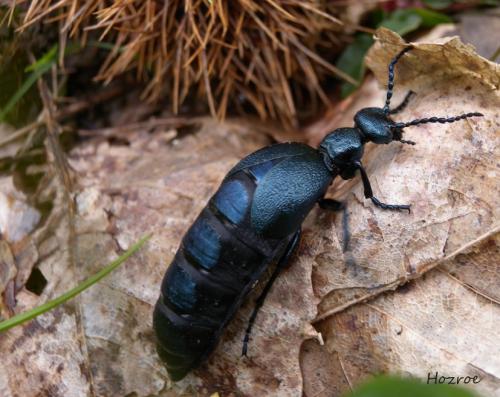 Réf. 100 226 : Meloe violaceus