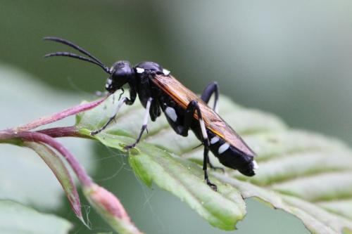 Réf. 100 893 : Macrophya duodecimpunctata