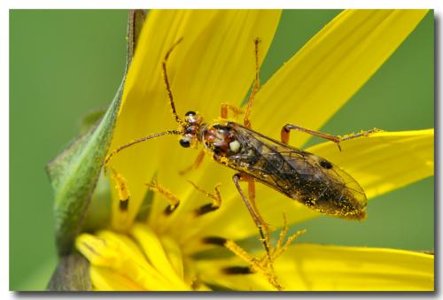 Réf. 100 923 : Tenthredopsis sordida