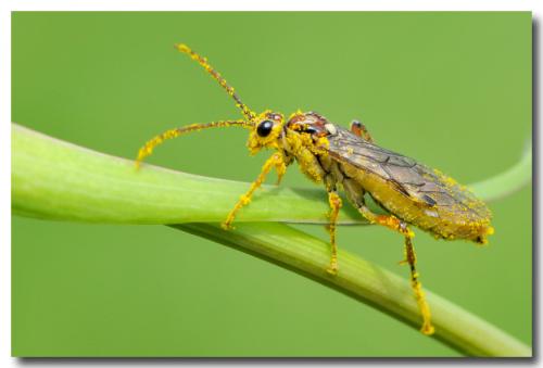 Réf. 100 924 : Tenthredopsis sordida