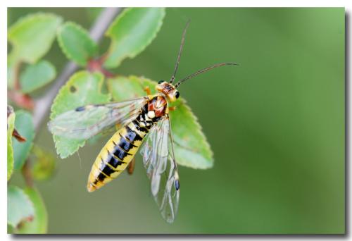 Réf. 100 925 : Tenthredopsis sordida