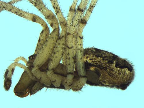 Réf. 100 075 : Enoplognatha diversa