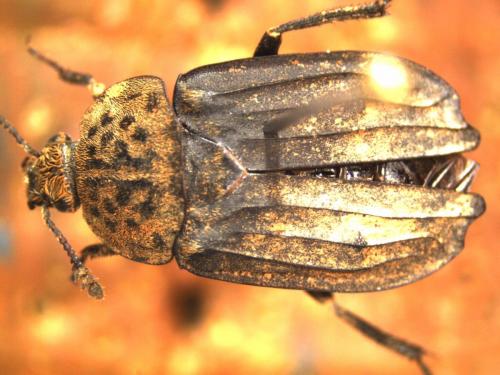 Thanatophilus sinuatus