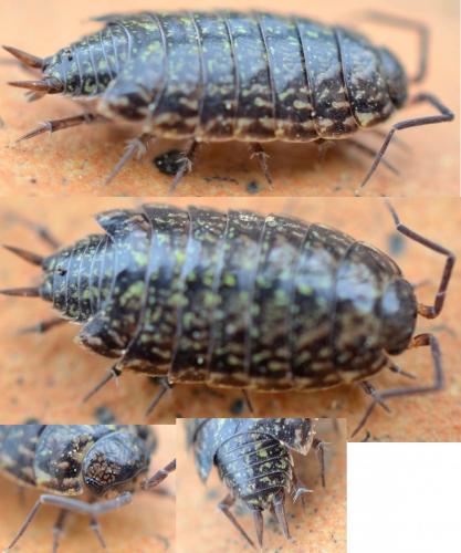 Philoscia affinis