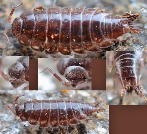 Réf. 100 575 : Oritoniscus sp.