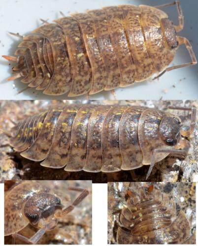 Réf. 100 152 : Porcellio monticola