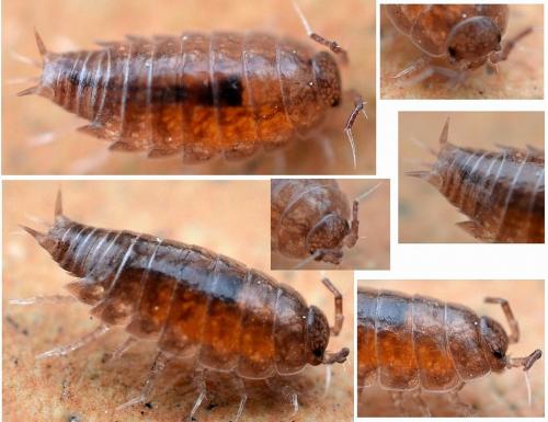 Oritoniscus flavus