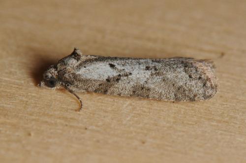 Réf. 100 001 : Cnephasia sp.