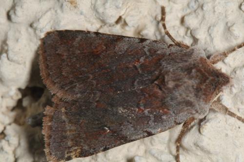 Cerastis rubricosa