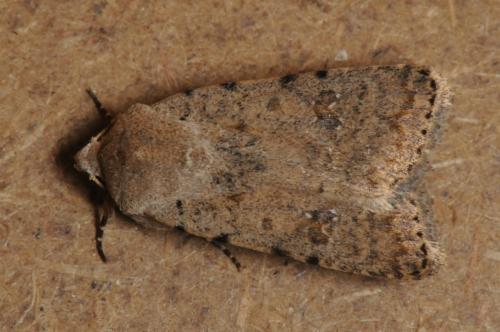 Réf. 100 853 : Caradrina clavipalpis