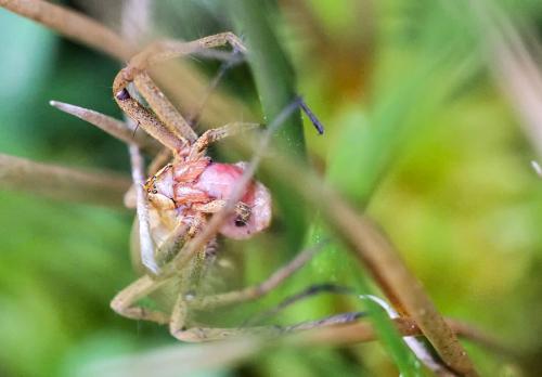 Pisaura mirabilis