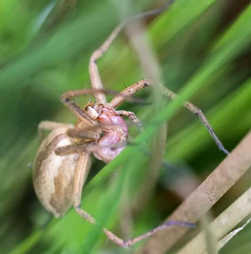 Pisaura mirabilis
