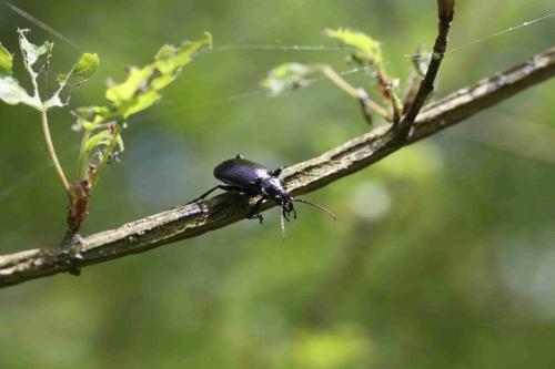 Réf. 100 697 : Calosoma inquisitor