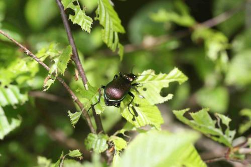 Réf. 100 698 : Calosoma inquisitor