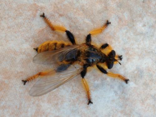 Pogonosoma maroccanum