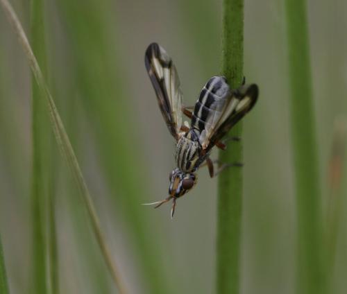 Dorycera grandis