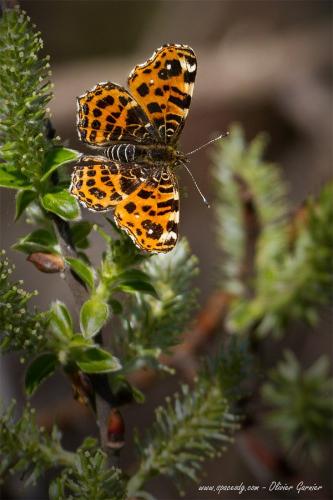 Araschnia levana