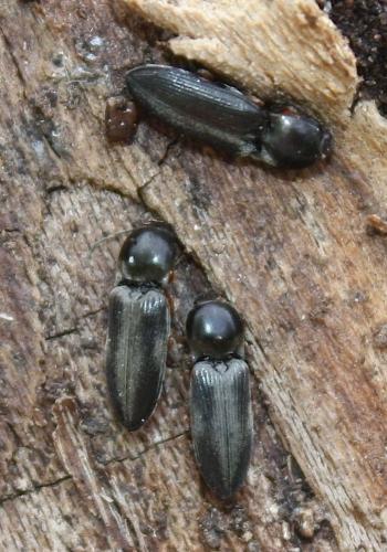 Cardiophorus sp.