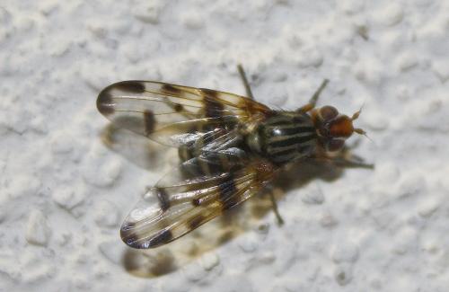 Otites porcus