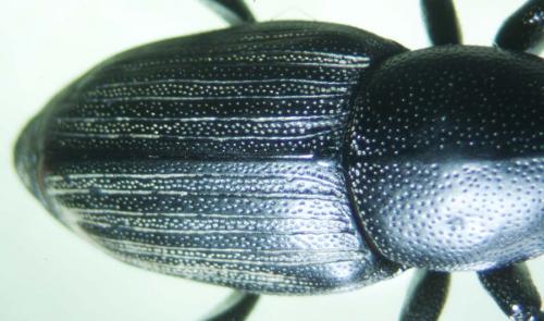 Sphenophorus striatopunctatus