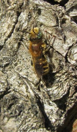Osmia sp.