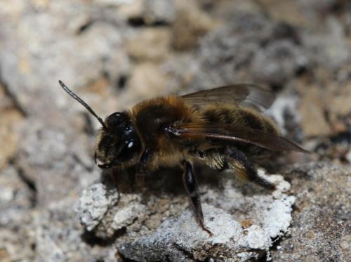 Réf. 100 187 : Andrena scotica