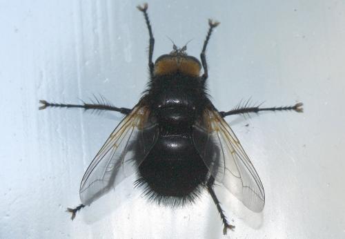 Tachina grossa