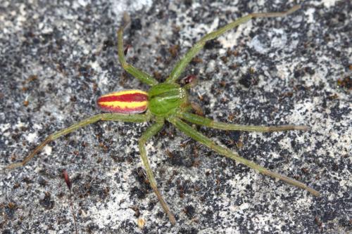 Micrommata virescens