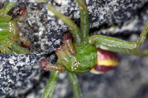 Micrommata virescens