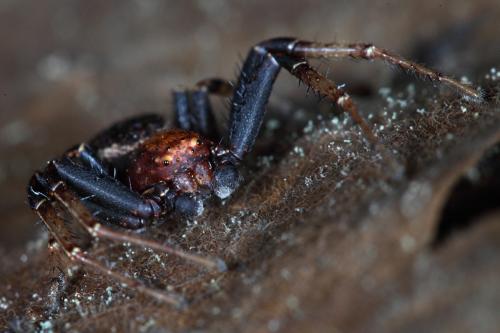 Xysticus luctator
