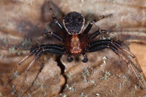 Xysticus luctator