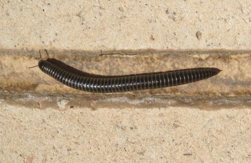 Réf. 100 975 : Ommatoiulus sabulosus