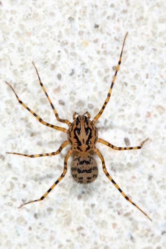 Réf. 100 468 : Scytodes thoracica